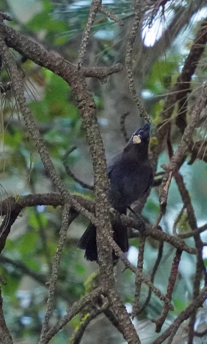 Steller's Jay - ML643563420
