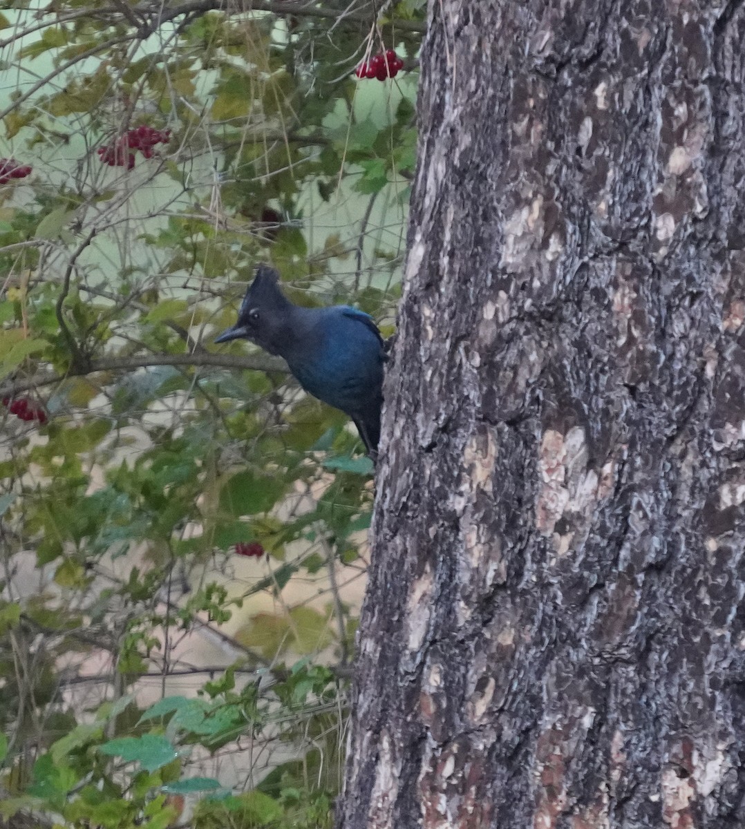 Steller's Jay - ML643563421