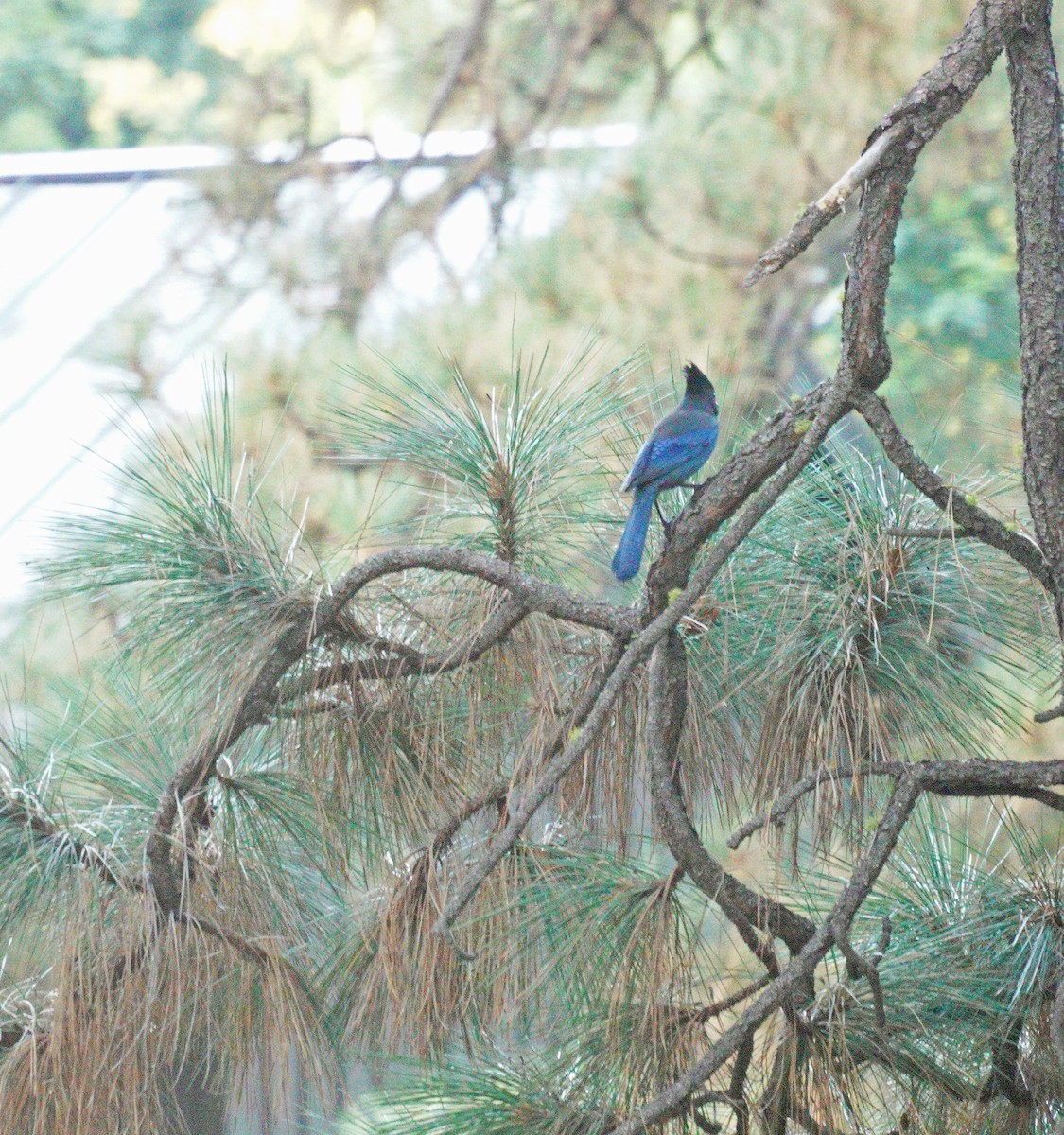 Steller's Jay - ML643563422
