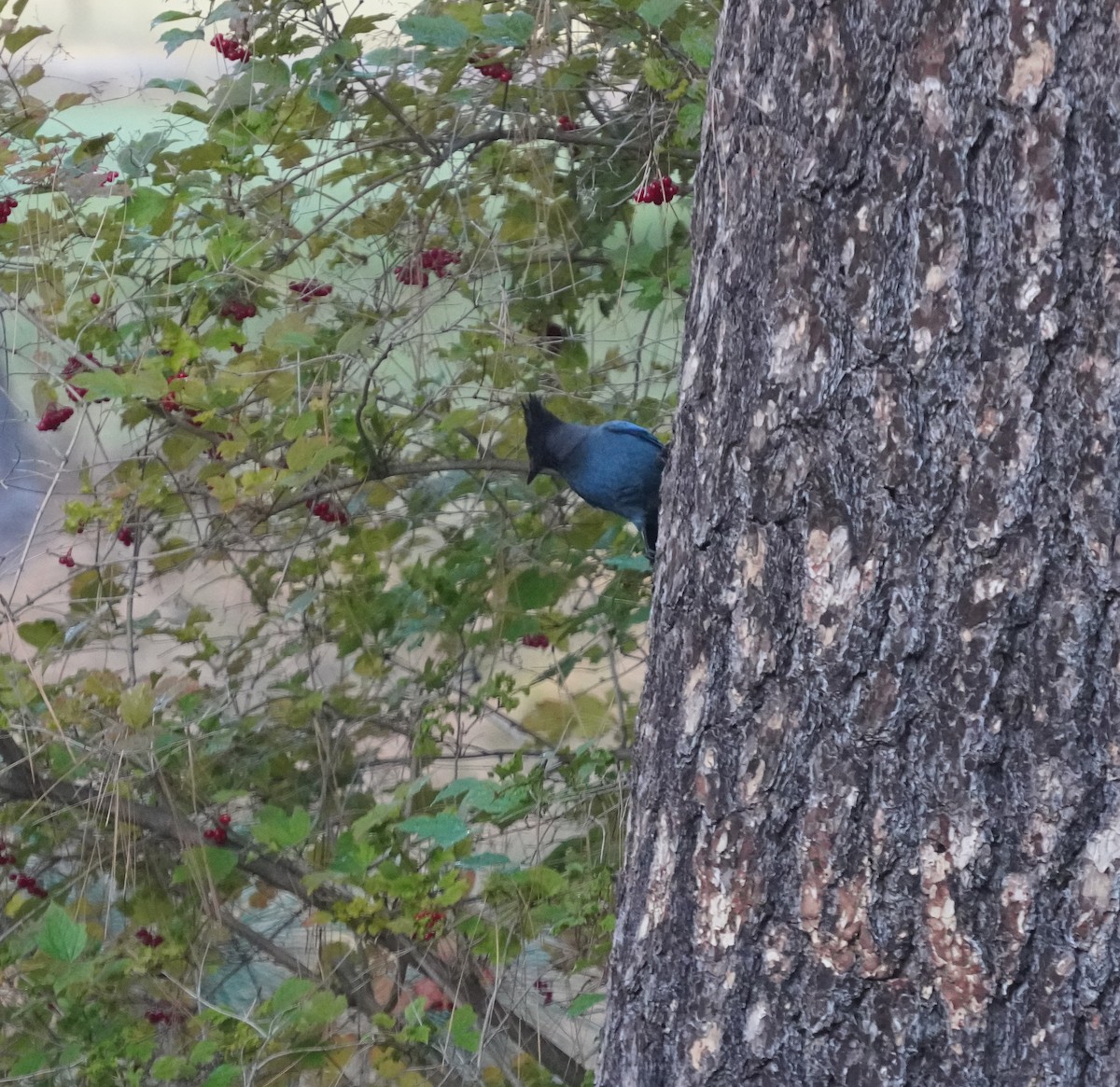 Steller's Jay - ML643563423