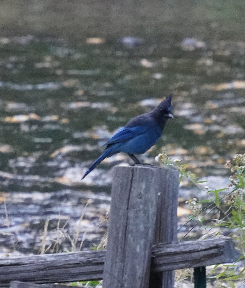 Steller's Jay - ML643563424