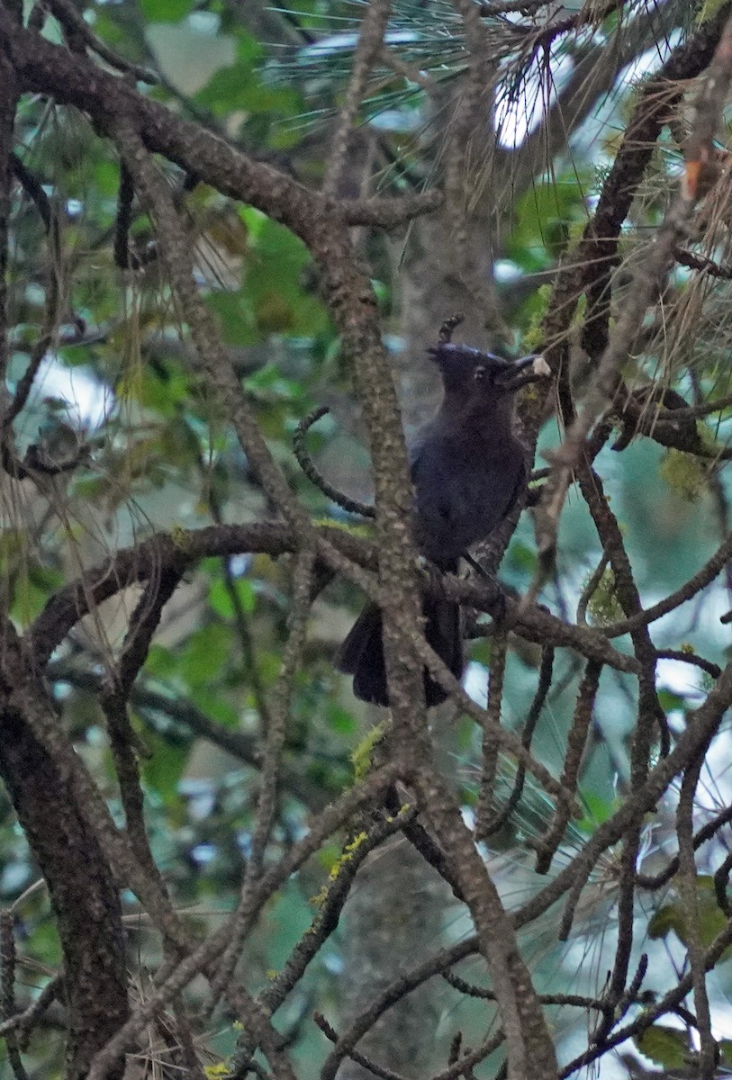 Steller's Jay - ML643563425