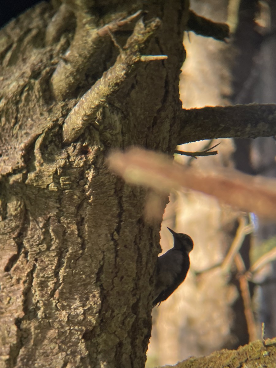 Hairy Woodpecker - ML643563428