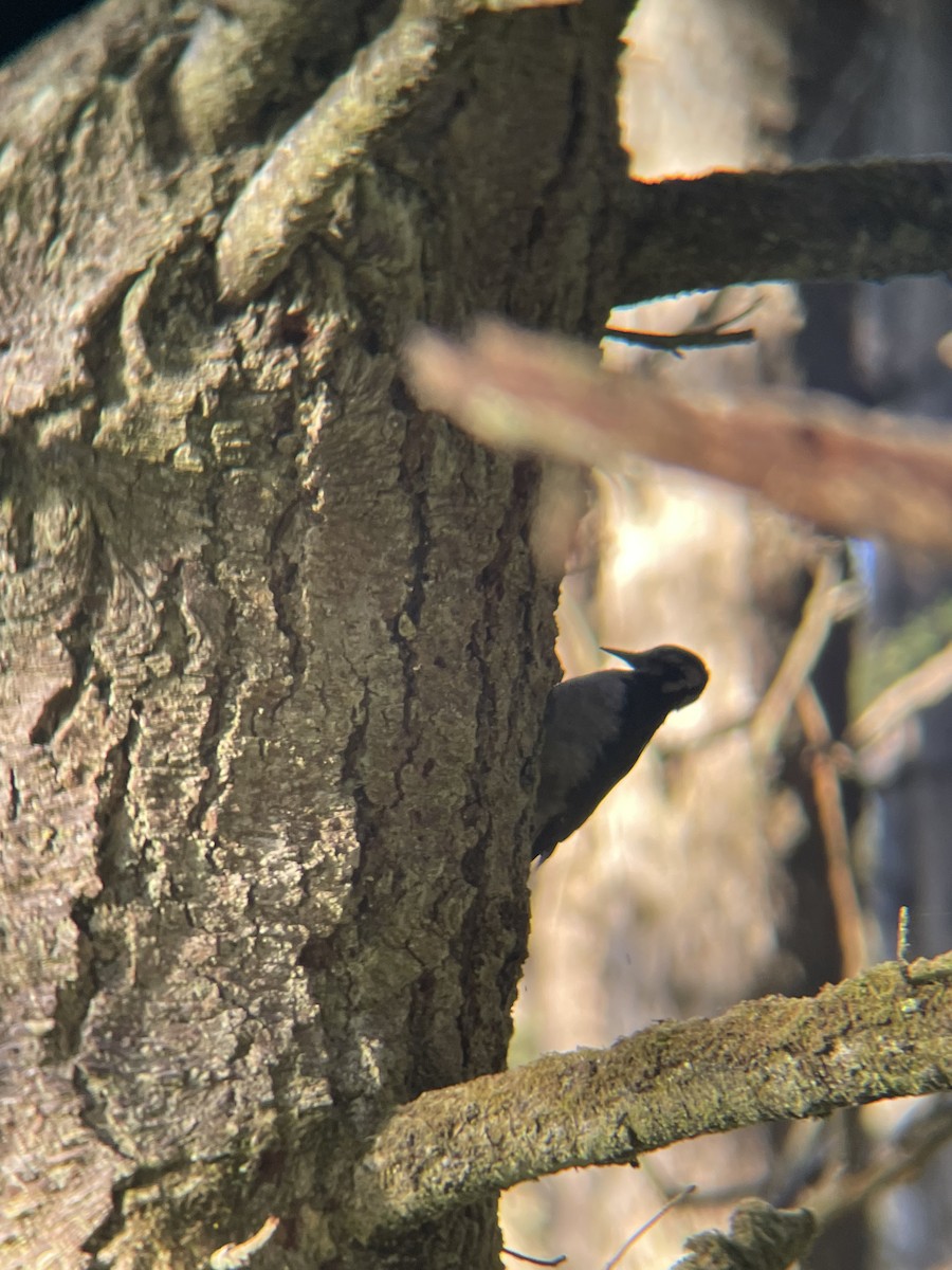 Hairy Woodpecker - ML643563429