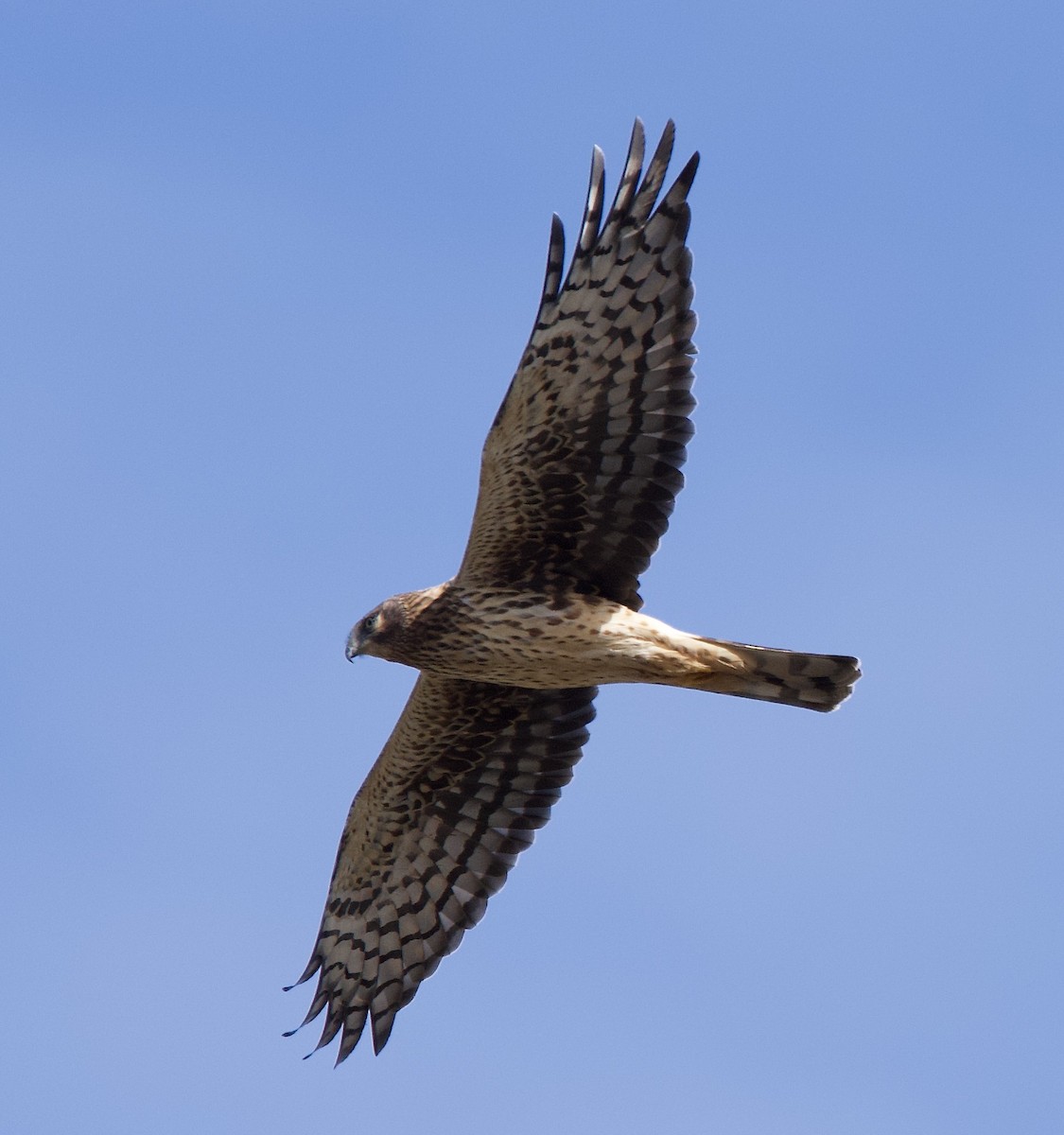 Northern Harrier - ML643563431
