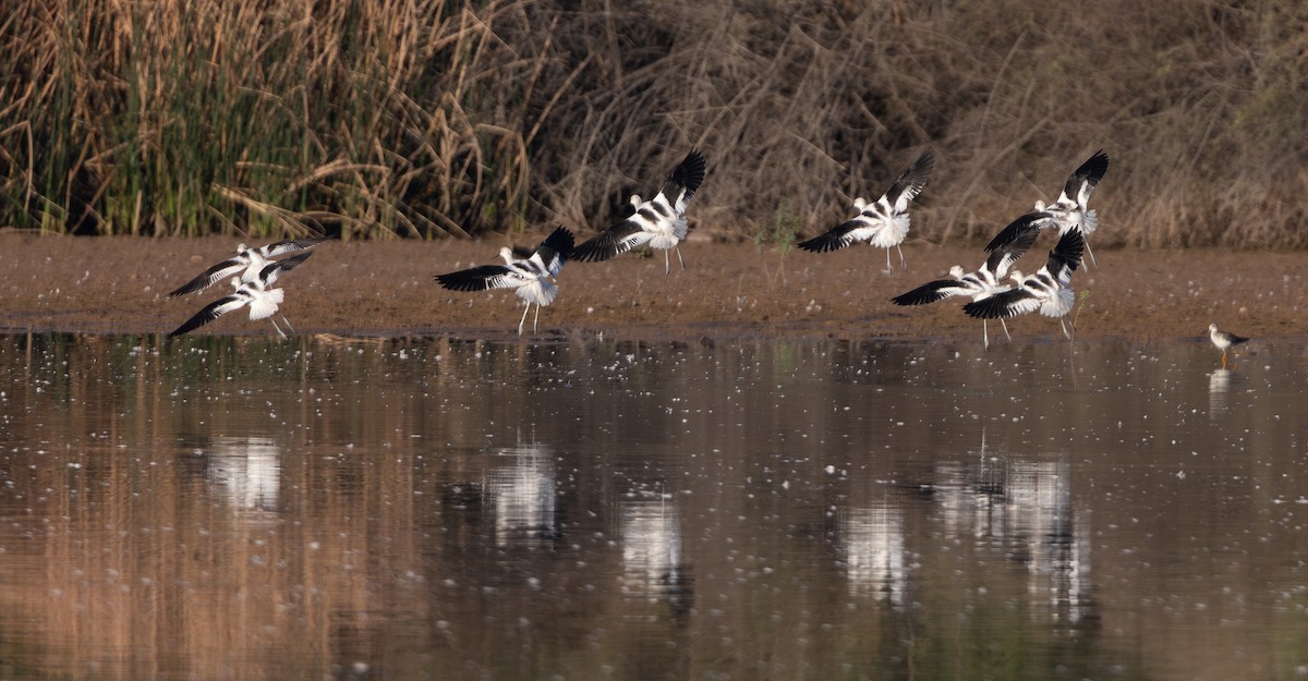 Avoceta Americana - ML643563437