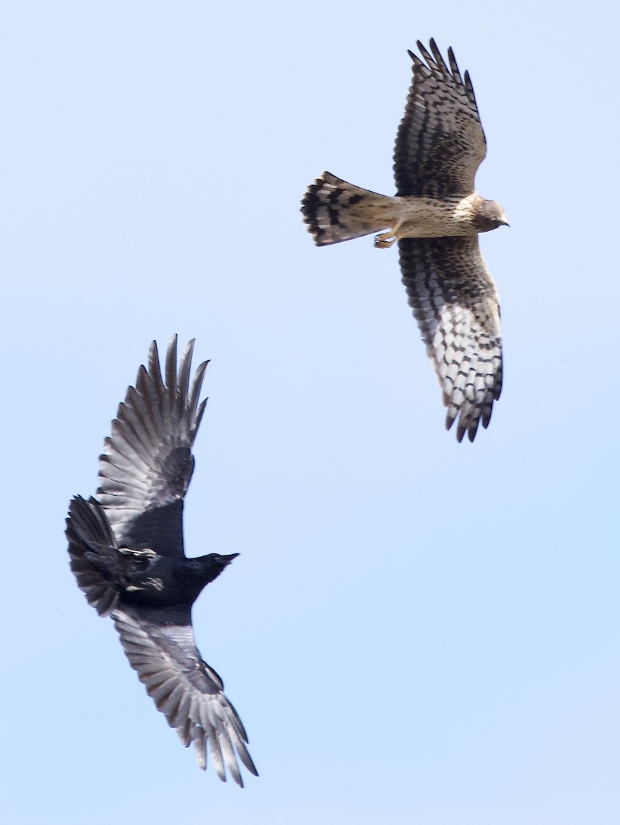 Northern Harrier - ML643563445