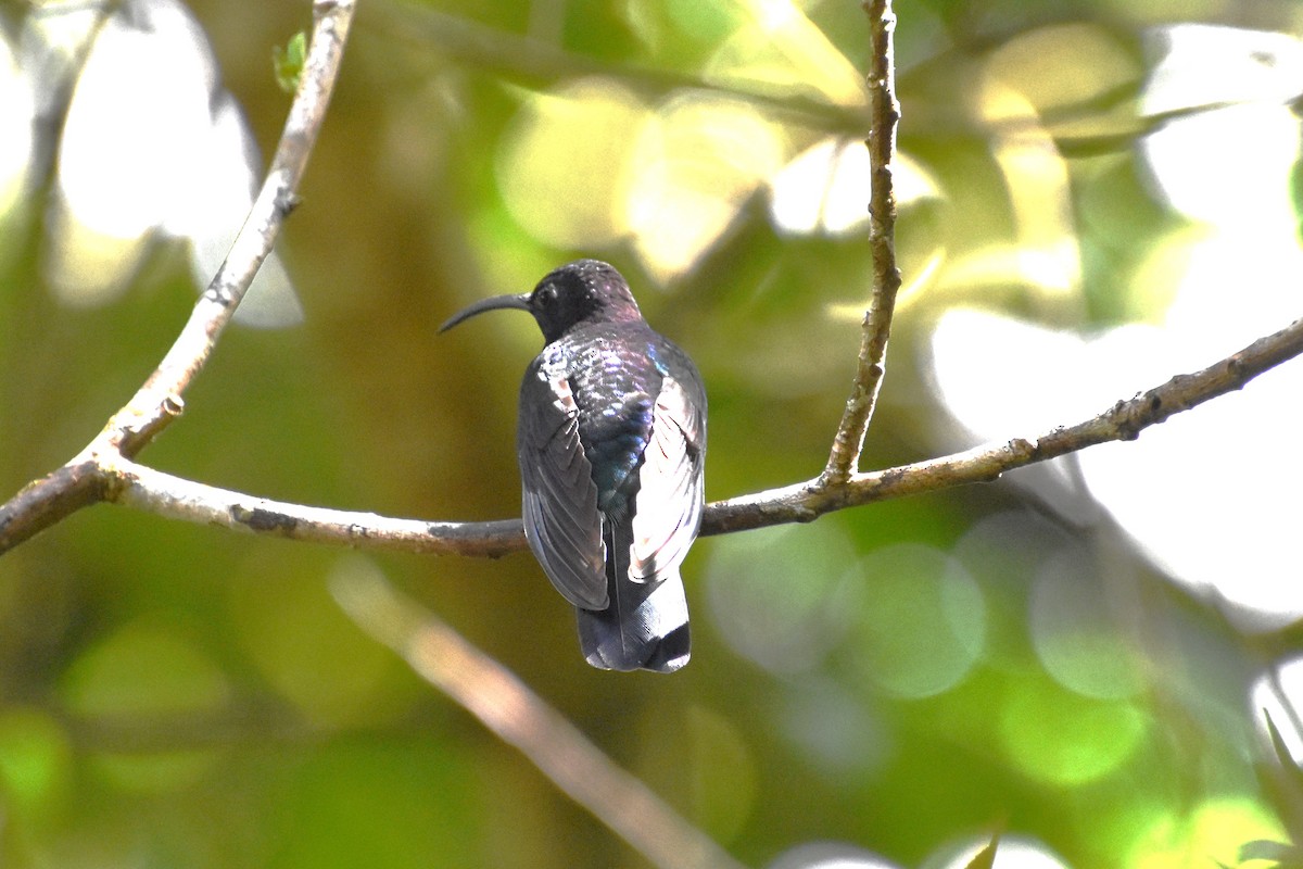 Colibrí Morado - ML643563451