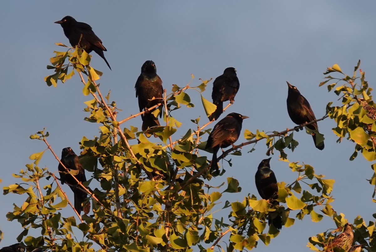 Common Grackle - ML643563464