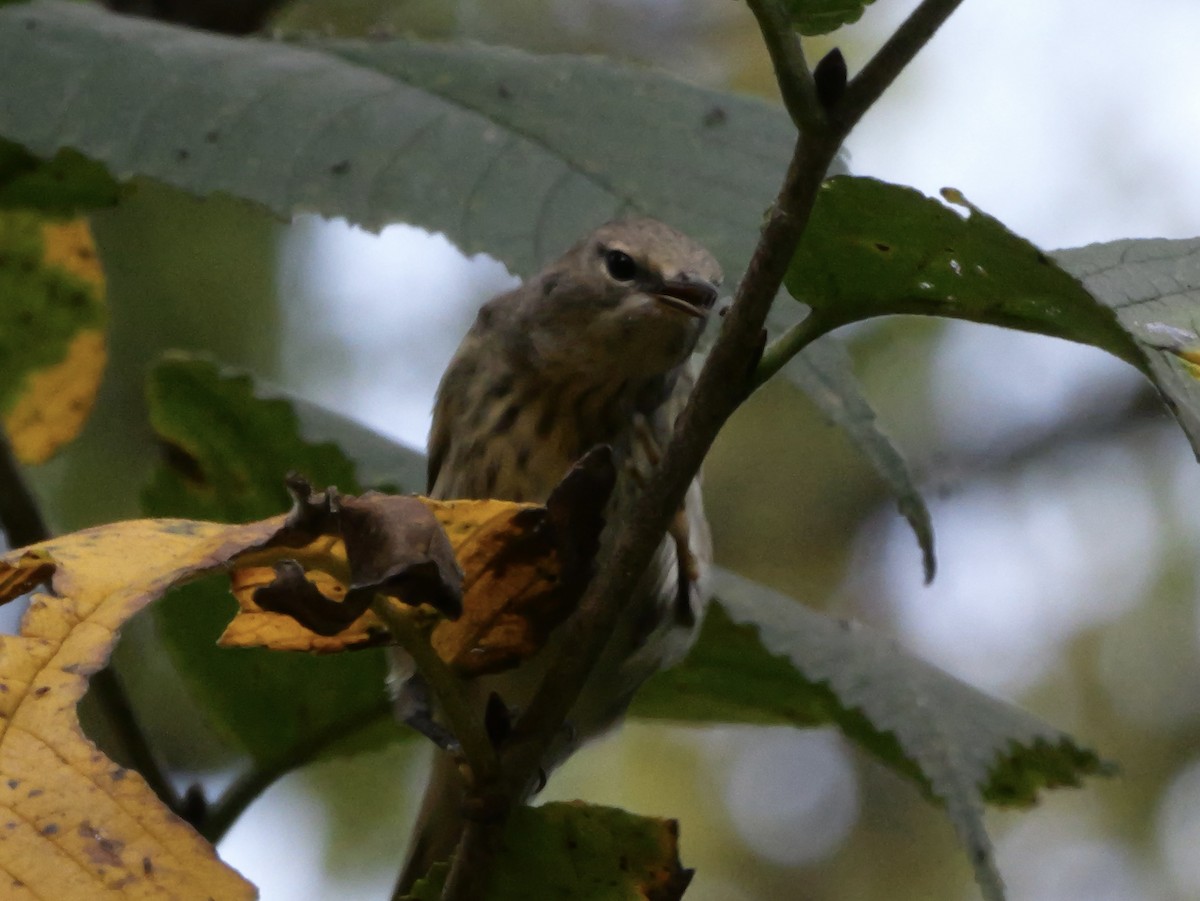 Cape May Warbler - ML643563504
