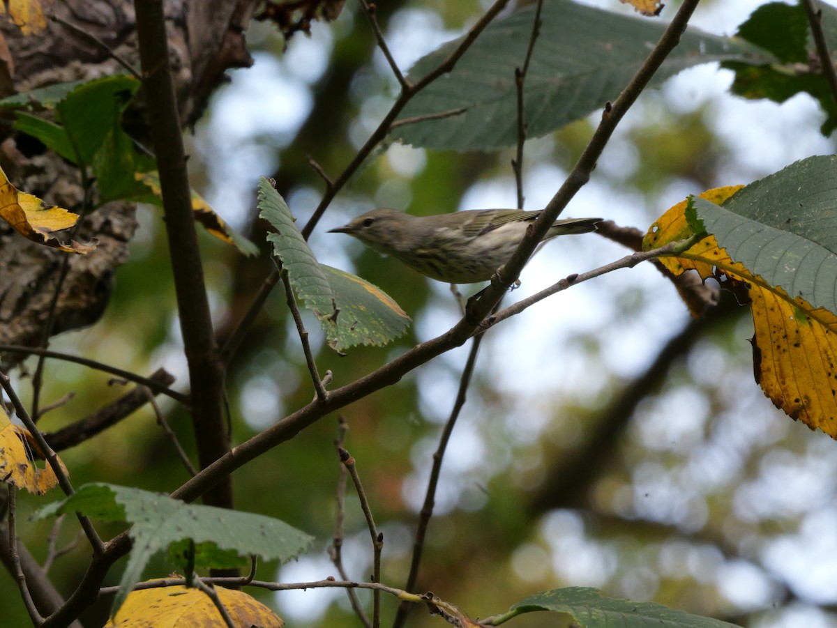 Cape May Warbler - ML643563510