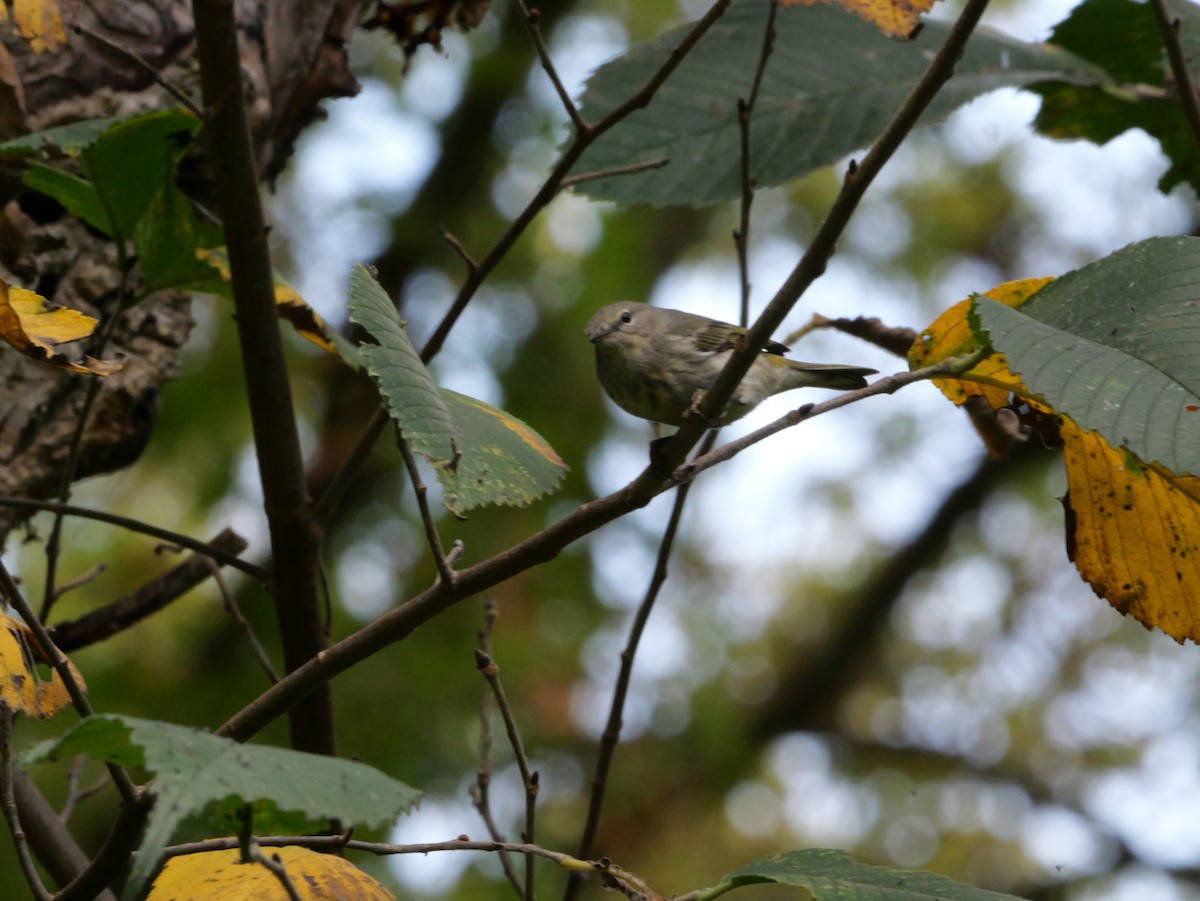 Cape May Warbler - ML643563512