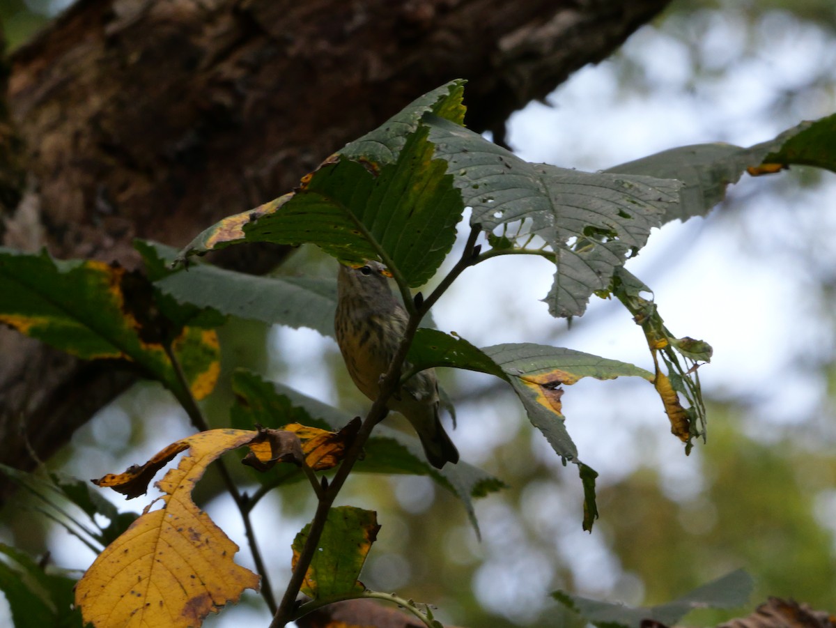 Cape May Warbler - ML643563514