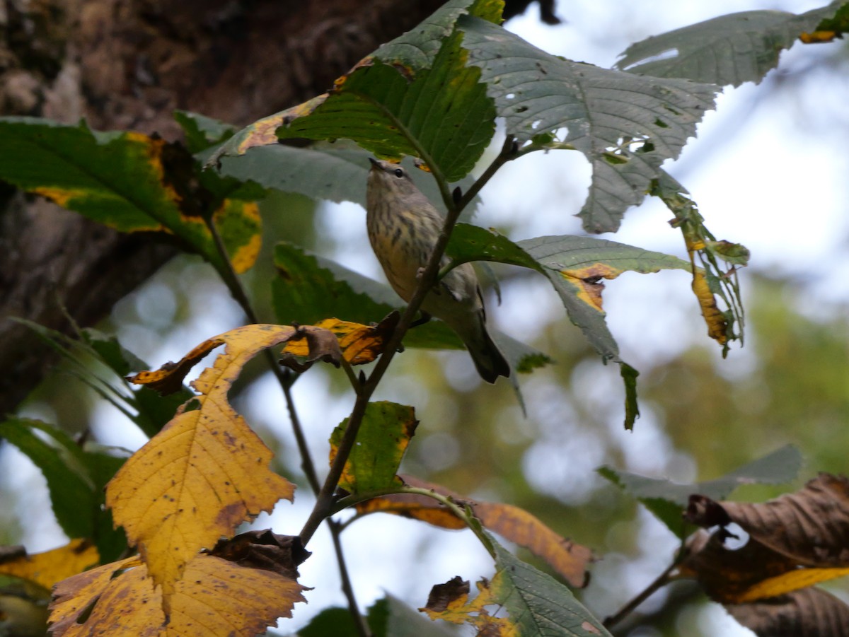 Cape May Warbler - ML643563517