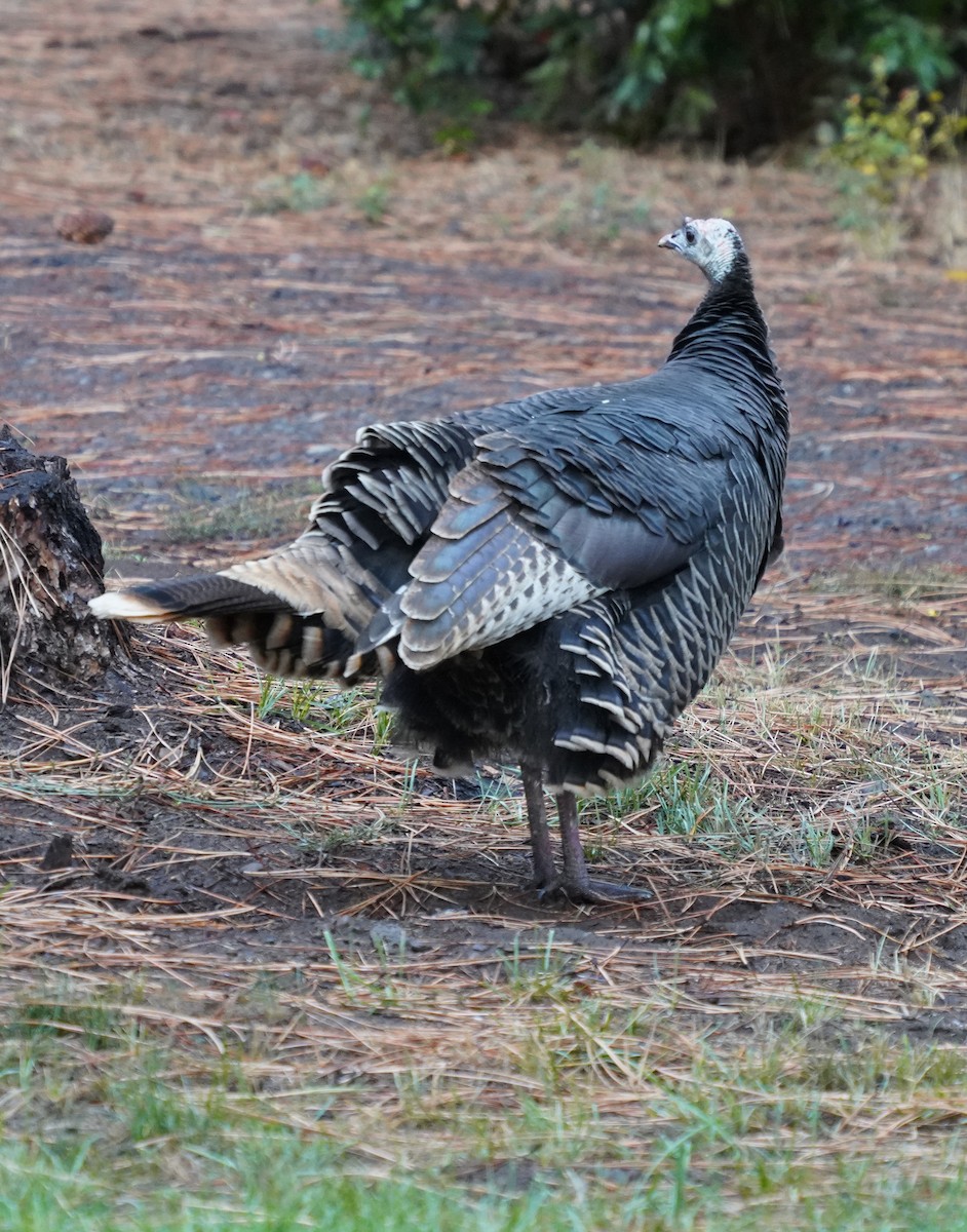 Guajolote Gallipavo - ML643563541