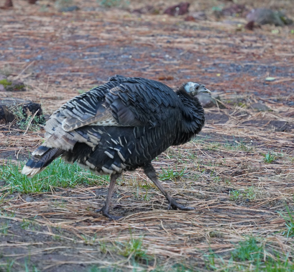 Guajolote Gallipavo - ML643563542