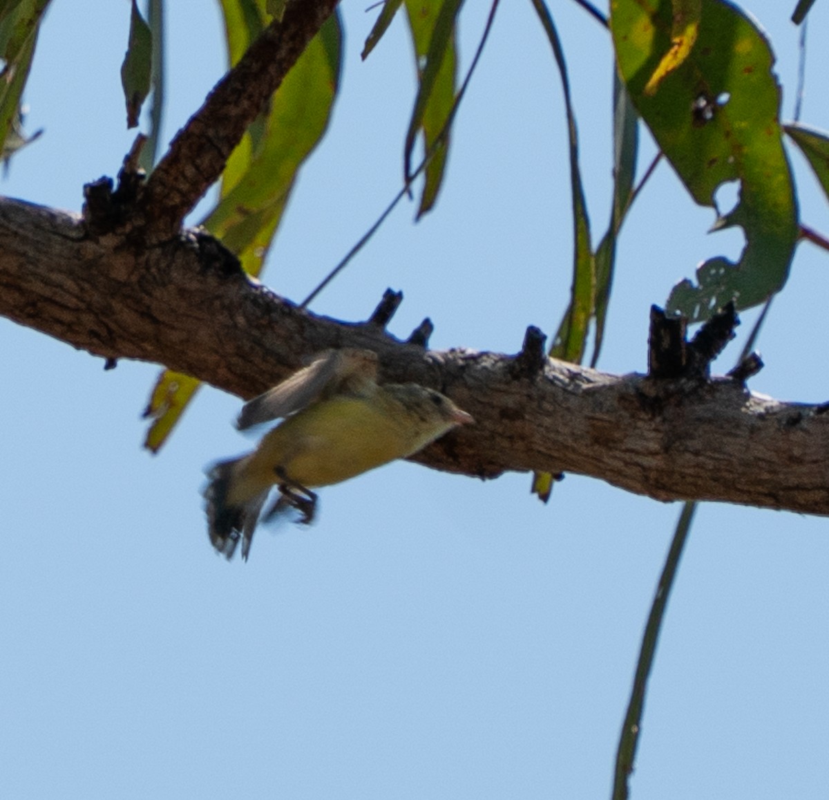 Weebill - ML643563543