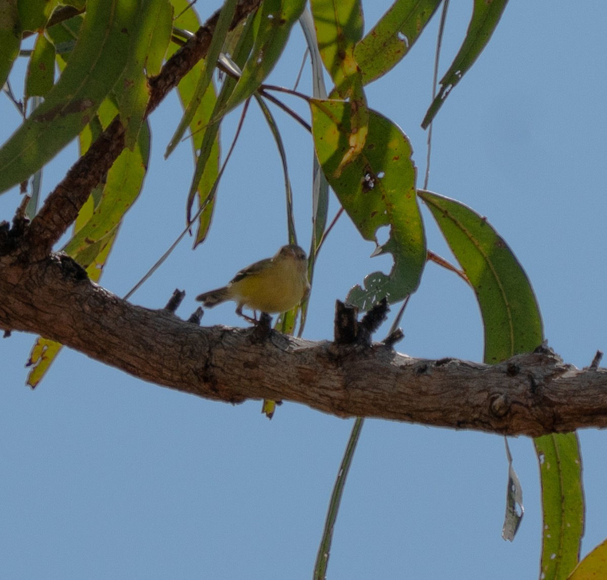 Weebill - ML643563544