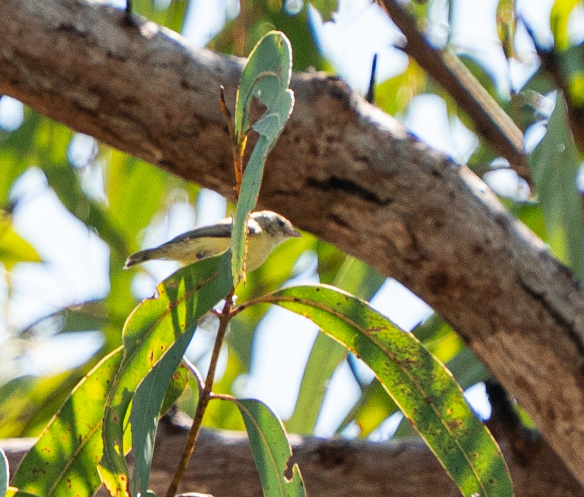 Weebill - ML643563545