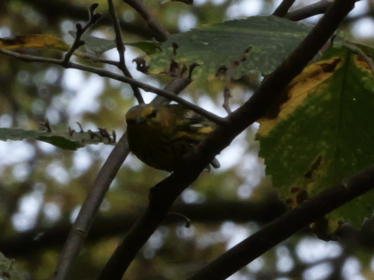 Cape May Warbler - ML643563560