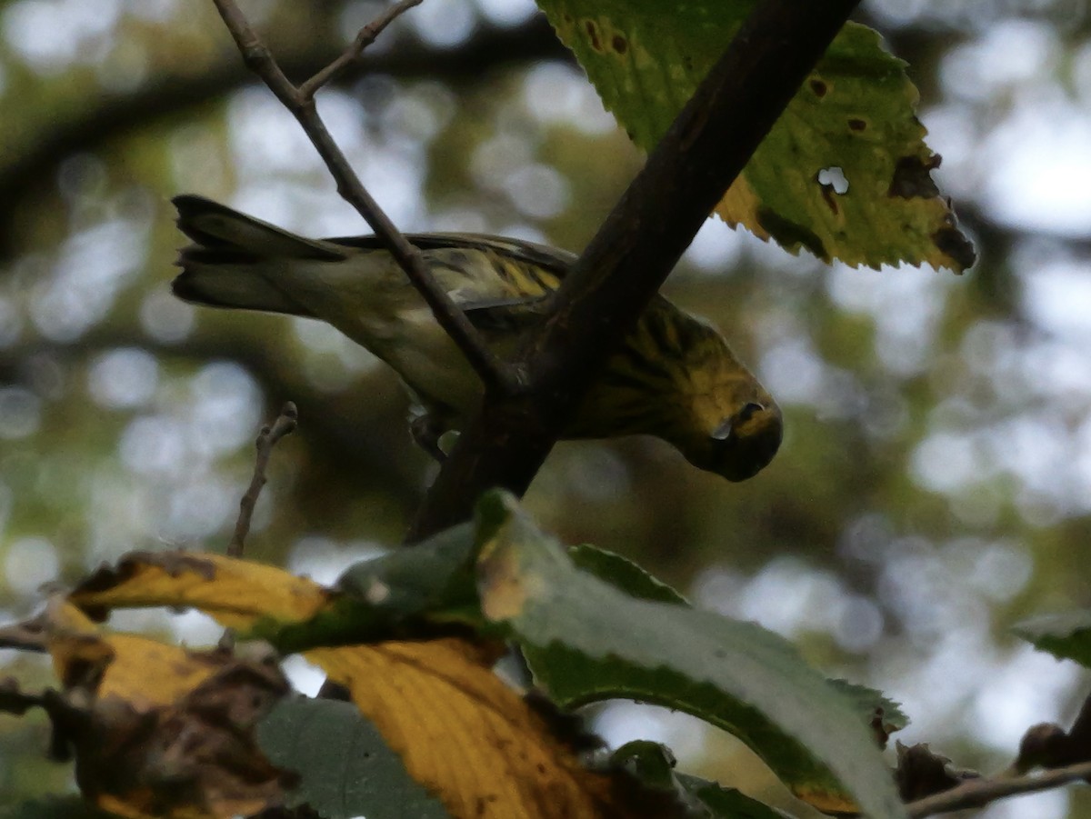 Cape May Warbler - ML643563565