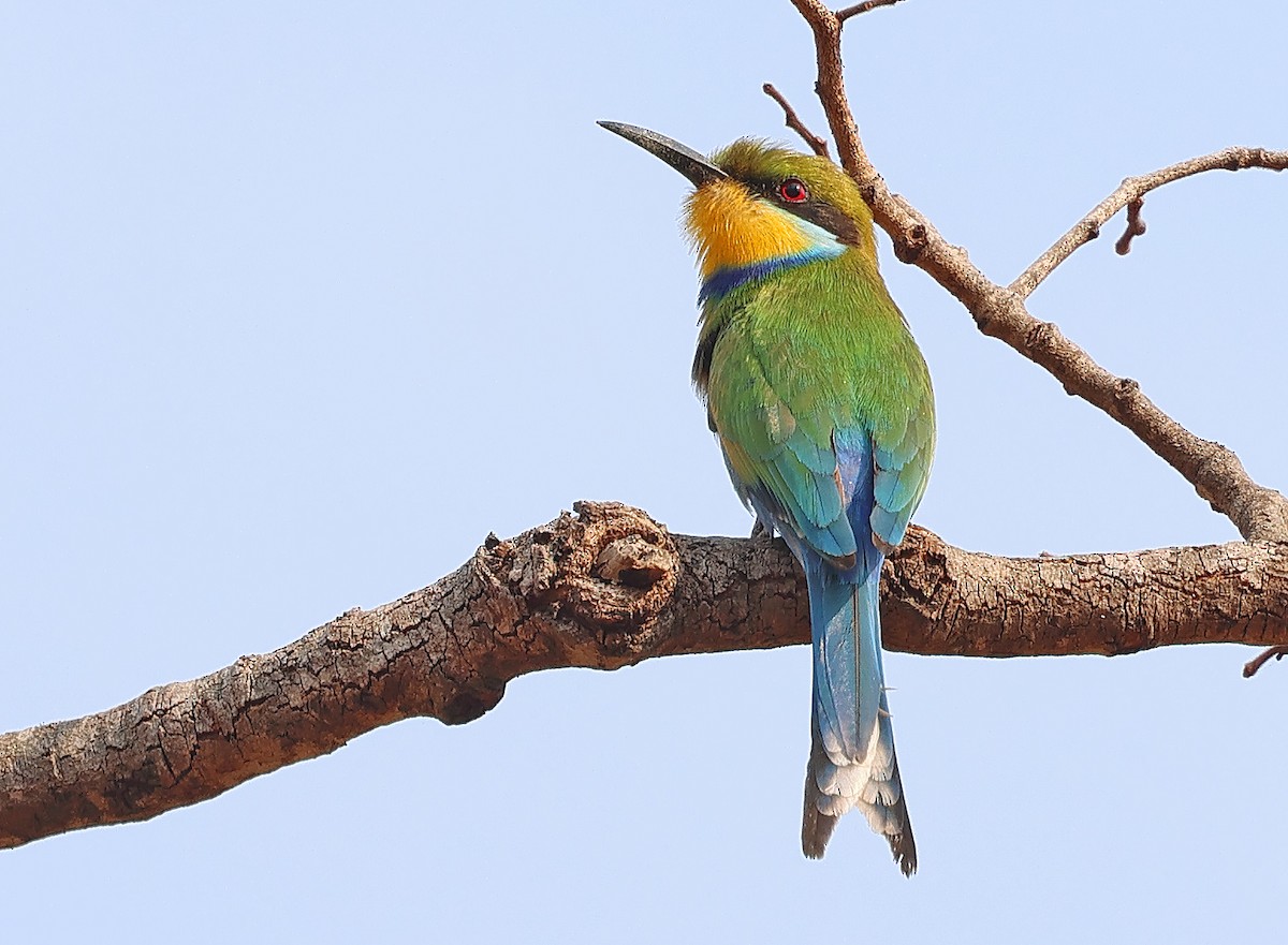 Swallow-tailed Bee-eater - ML643563575