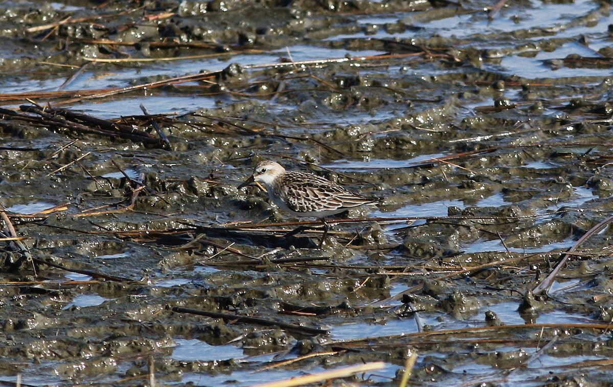 White-rumped Sandpiper - ML643563576