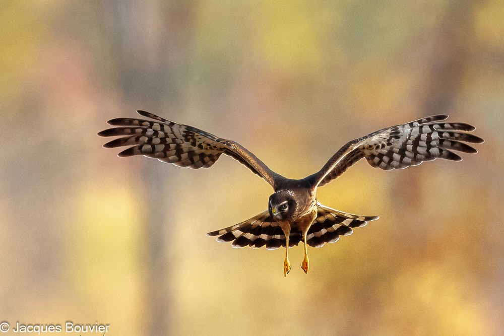 Northern Harrier - ML643563584