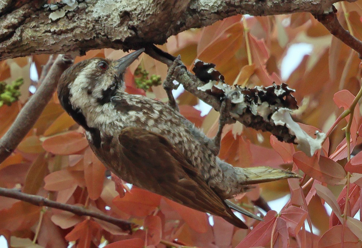 Stierling's Woodpecker - ML643563592
