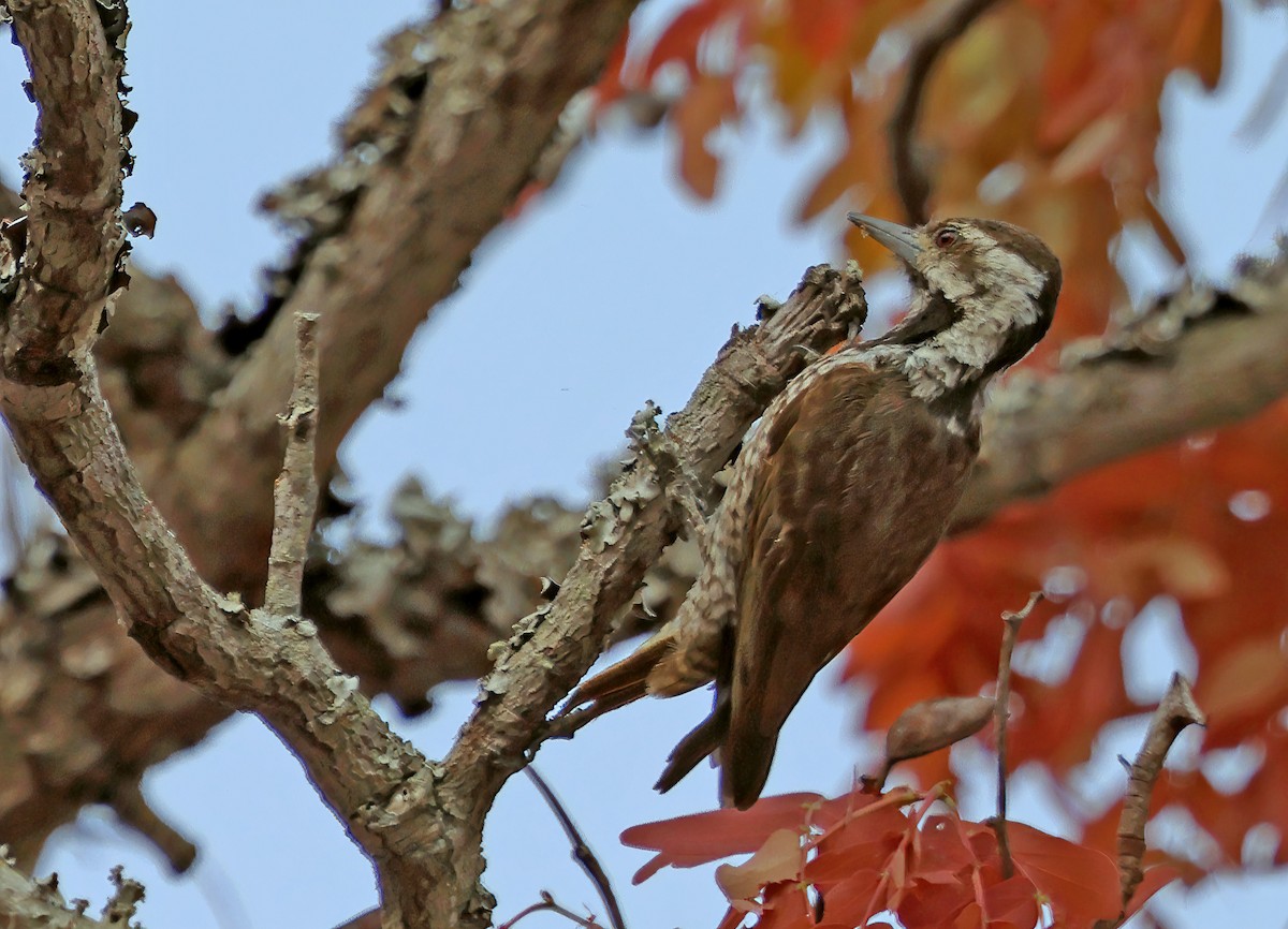 Stierling's Woodpecker - ML643563599