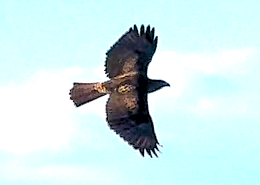 Red-tailed Hawk - ML643563614