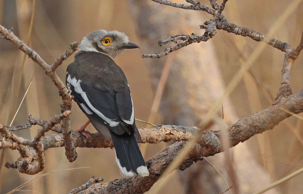 White-crested Helmetshrike - ML643563618