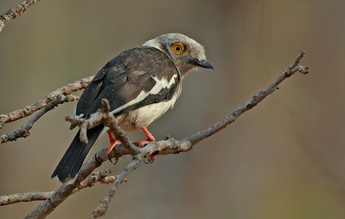 White-crested Helmetshrike - ML643563624