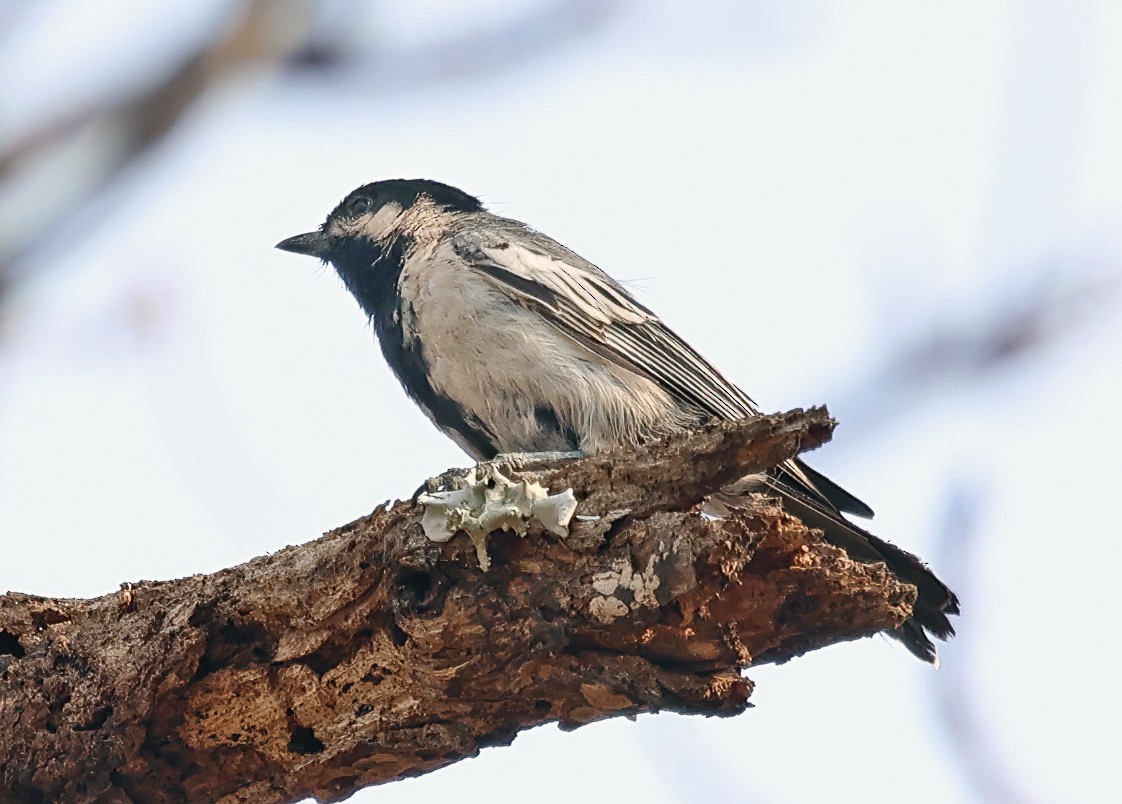 Miombo Tit - ML643563629
