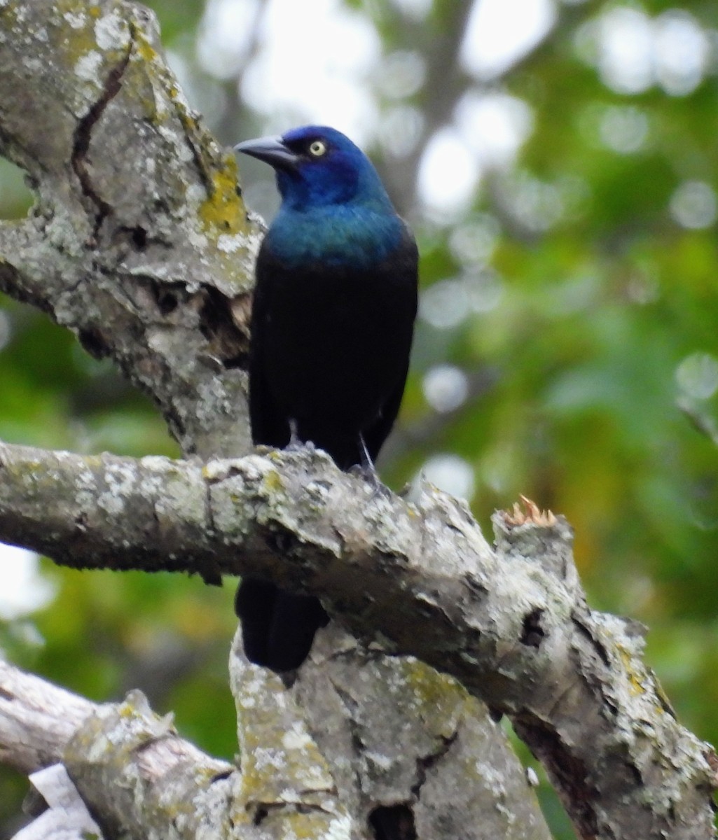 Common Grackle - ML643563648