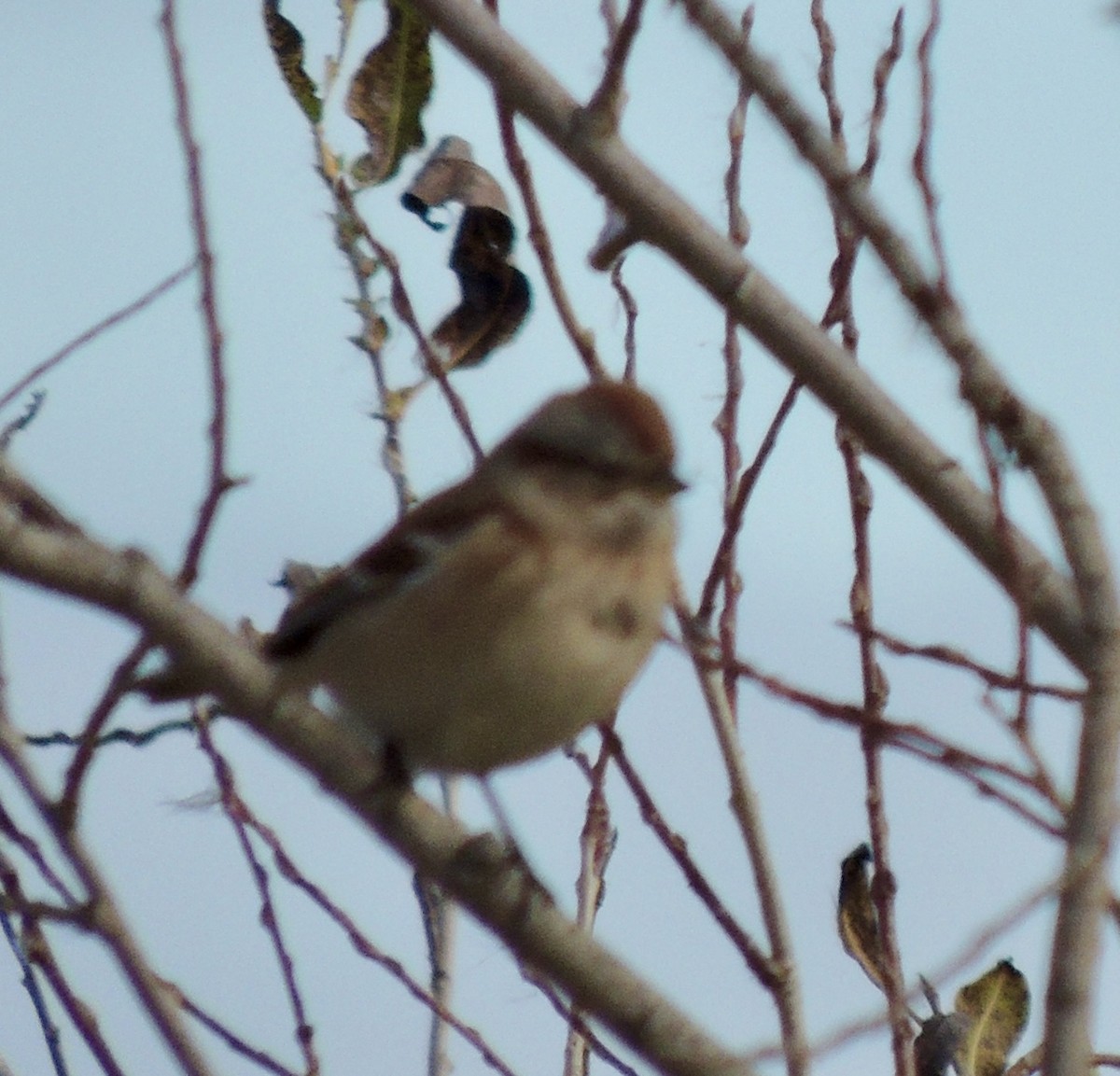 American Tree Sparrow - ML643563653