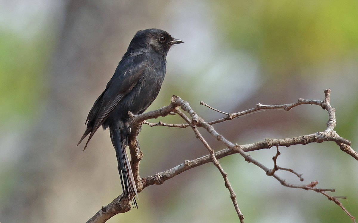 Southern Black-Flycatcher - ML643563657