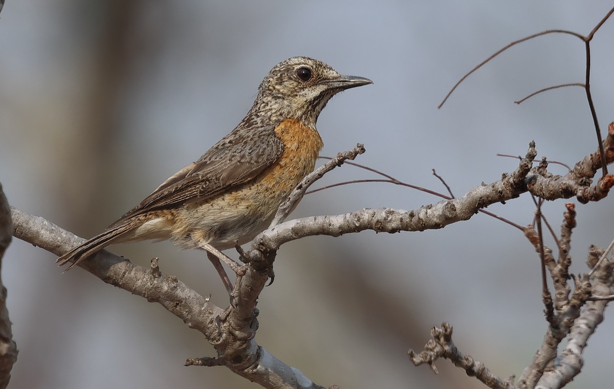 Miombo Rock-Thrush - ML643563662