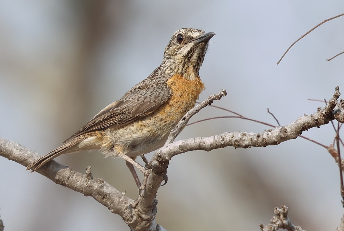 Miombo Rock-Thrush - ML643563665