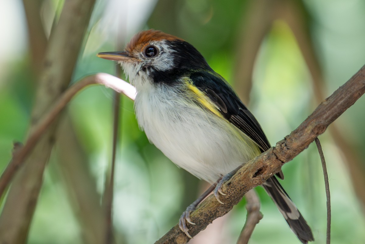 White-cheeked Tody-Flycatcher - ML643563668