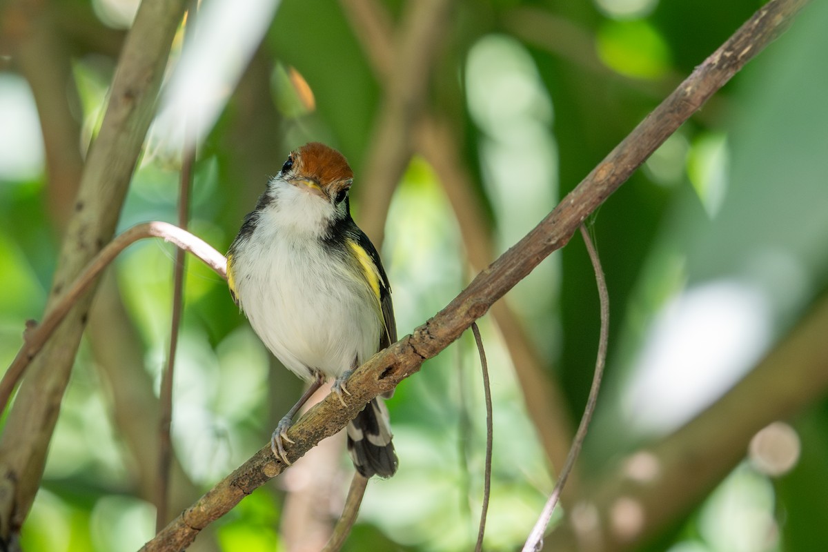 White-cheeked Tody-Flycatcher - ML643563672