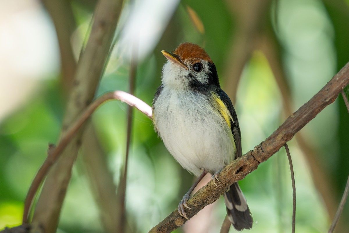 White-cheeked Tody-Flycatcher - ML643563673