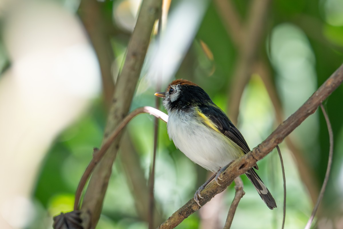 White-cheeked Tody-Flycatcher - ML643563674
