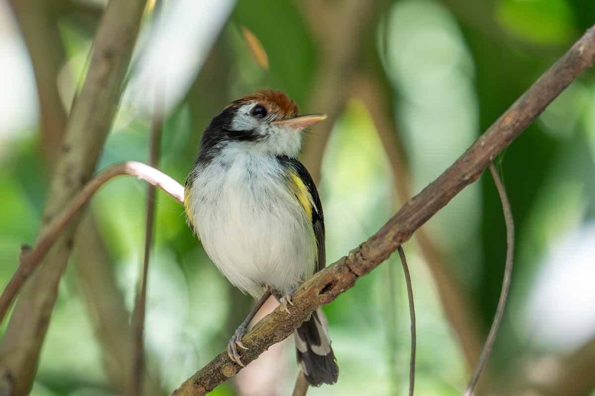 White-cheeked Tody-Flycatcher - ML643563675