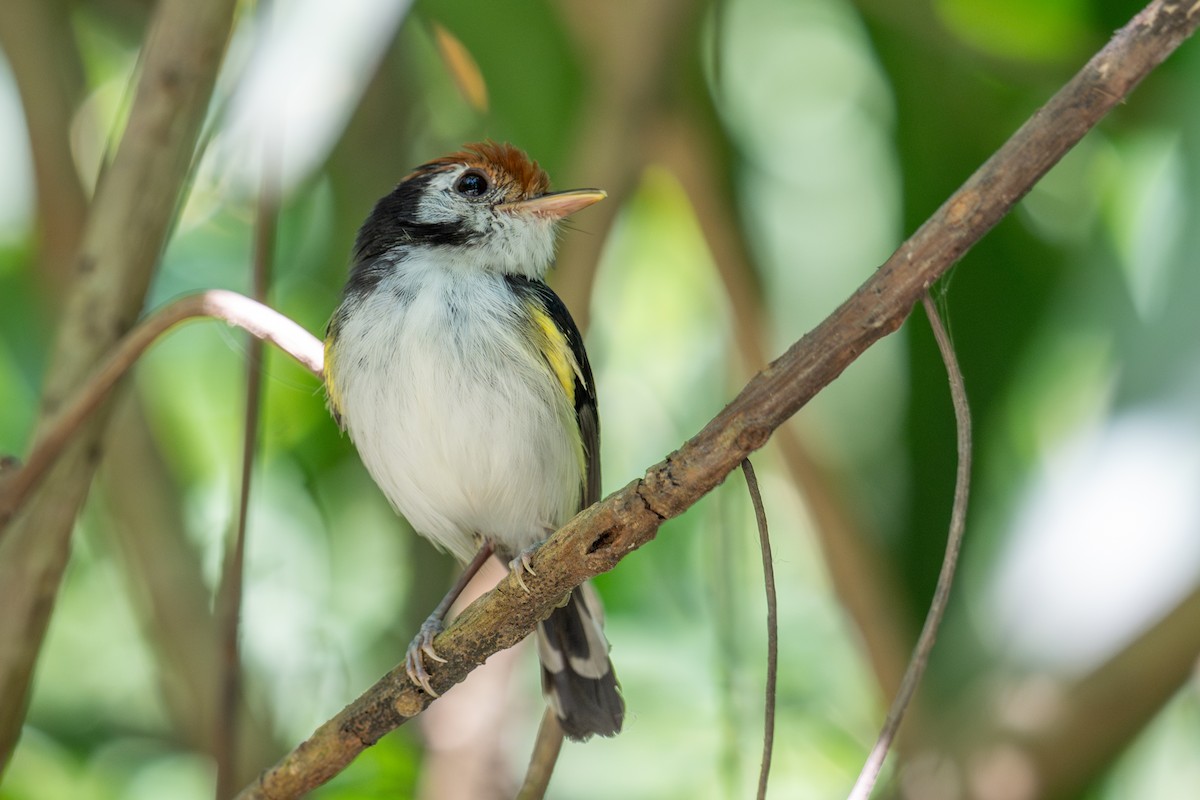 White-cheeked Tody-Flycatcher - ML643563677
