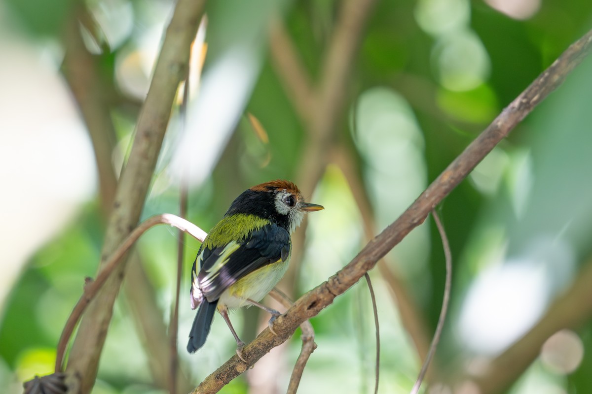 White-cheeked Tody-Flycatcher - ML643563678