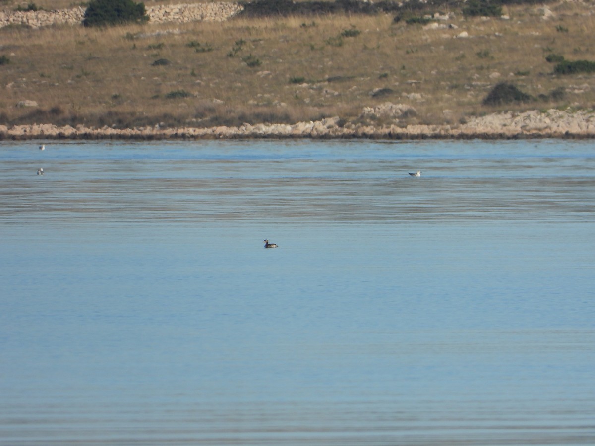 Red-necked Grebe - ML643563681
