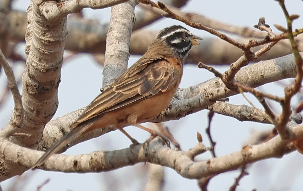 Cinnamon-breasted Bunting - ML643563687