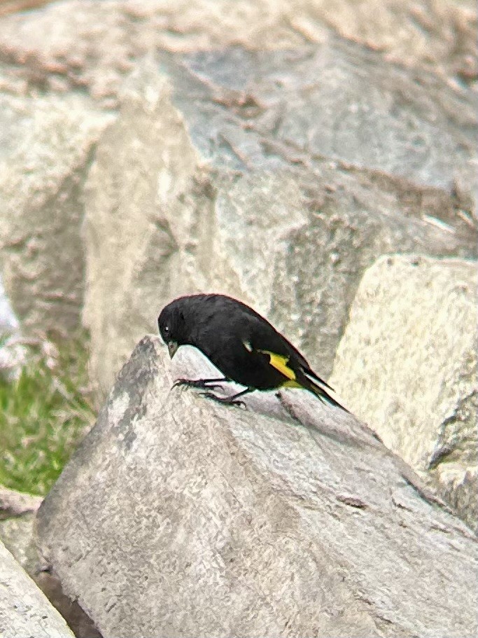 Black Siskin - ML643563688