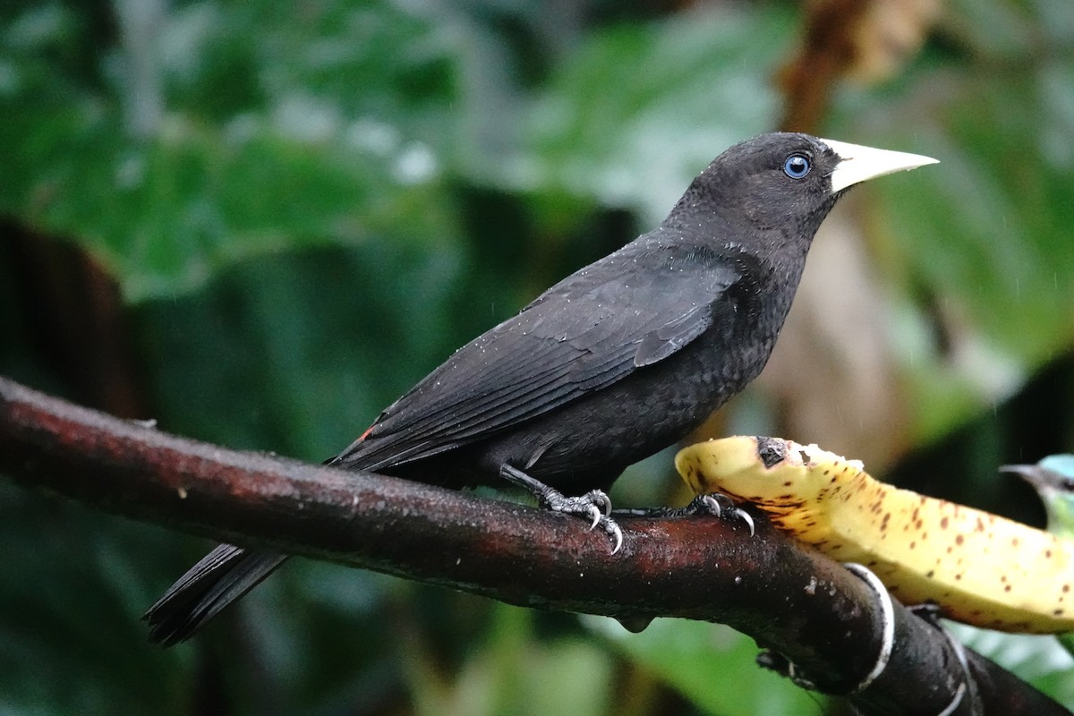 Red-rumped Cacique - ML643563693